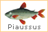 Piaussus